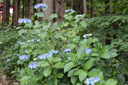 Hydrangea 114, JPG Hydrangea 114, JPG