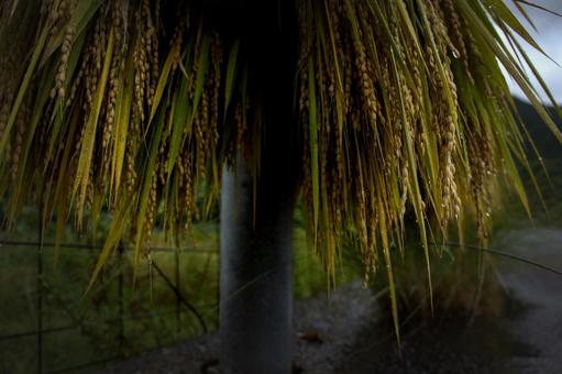<素材>雨に降られた天然乾燥の天日干し米 <素材>雨に降られた天然乾燥の天日干し米 米,稲,収穫の写真素材