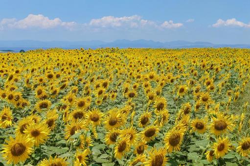 ひまわり畑 ひまわり畑 ヒマワリ,向日葵,花の写真素材