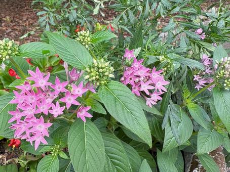 花壇に咲くペンタスの花 花壇に咲くペンタスの花の写真