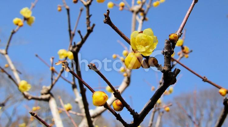 春の兆し　ロウバイの鮮やかな花 蝋梅,花,早春の写真素材