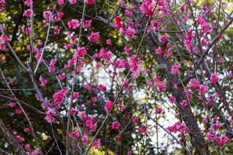 長久保緑化公園のピンク色の梅の花 花,梅,ピンク色の写真素材