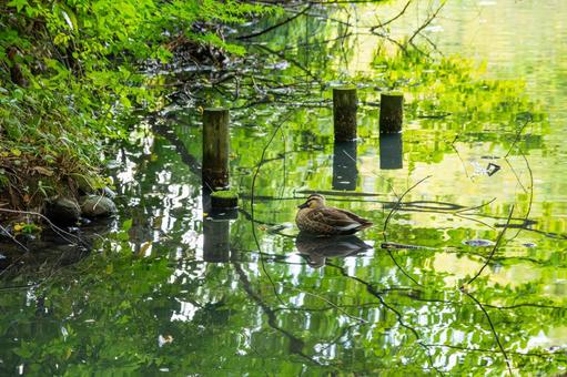 公園の風景⑿ 公園,木々,緑の写真素材
