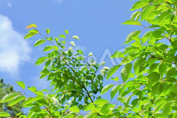 自然の緑と青い空 緑,青空,環境の写真素材