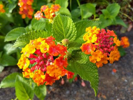 Photo, lantana, natural, simple, 