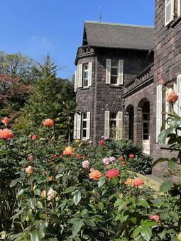 旧古河庭園のバラ 旧古河庭園のバラの写真