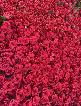 たくさんのバラ 赤い薔薇 たくさんのバラ 赤い薔薇 の写真