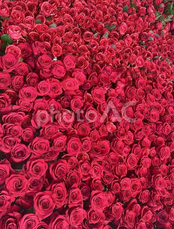 たくさんのバラ　赤い薔薇　 薔薇,バラ,赤いバラの写真素材