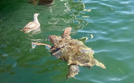 Turtles and seagulls on Kefalonia island, JPG Turtles and seagulls on Kefalonia island, JPG