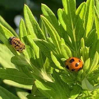 Photo, ladybug, orange, larva, 