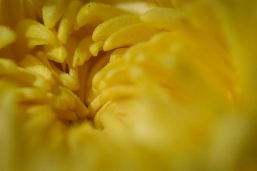 菊 菊の写真