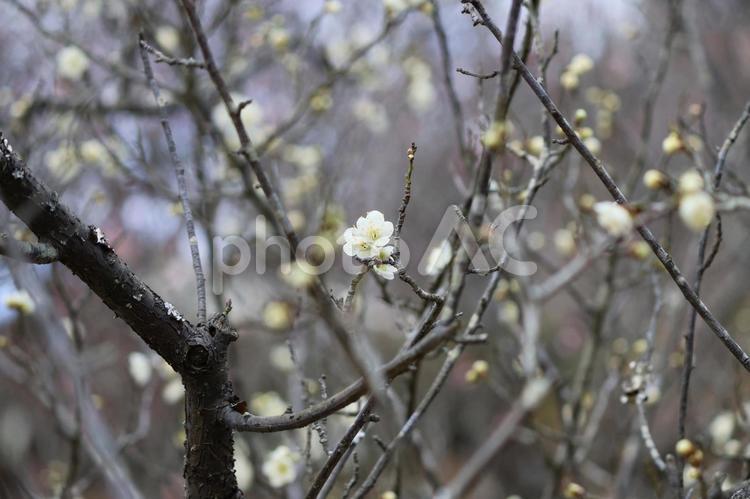 白い梅の花と枝 梅,梅の花,白色の写真素材