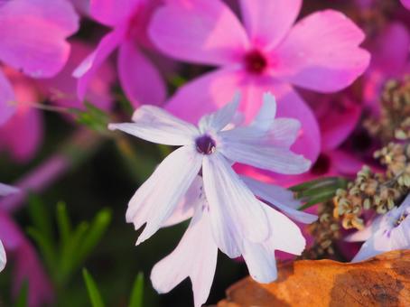 Beautiful Moss Phlox, JPG