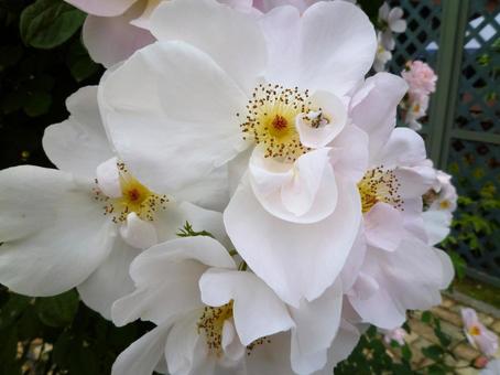 ローズガーデンの花1 ローズガーデンの花1の写真