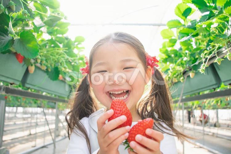 いちご狩りをする子供 いちご狩り,いちご,子供の写真素材