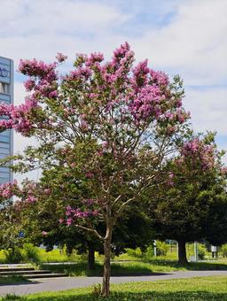 夏空に映える百日紅 百日紅,サルスベリ,花の写真素材