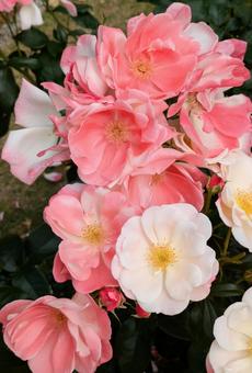 バラ 薔薇 バラ 薔薇 薔薇,バラ,ピンクの写真素材