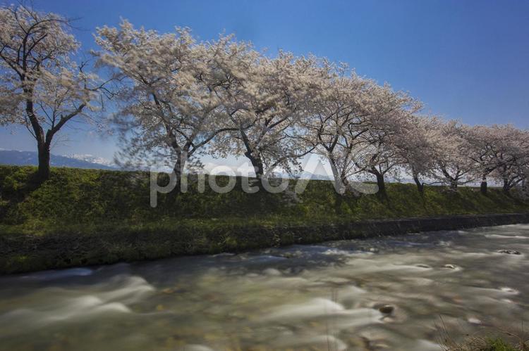 桜と川の流れ 桜,さくら,サクラの写真素材