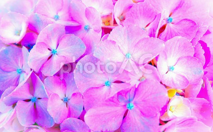 あじさいの季節 あじさい,花,紫陽花の写真素材