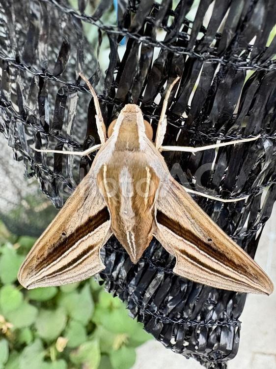 羽化したてのセスジスズメ（蛾）上から 蛾,セスジスズメ,スズメガの写真素材