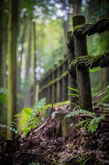 四国　徳島県　祖谷のかずら橋の風景 四国,四国地方,徳島の写真素材