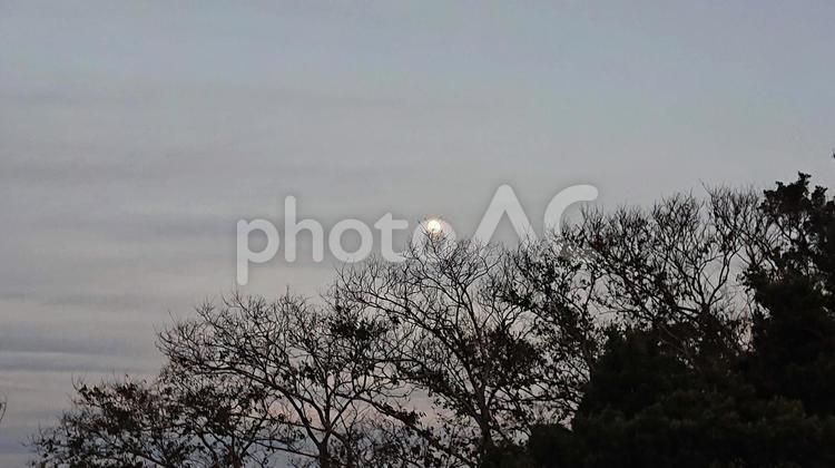 木々と夕月 空,月,雲の写真素材