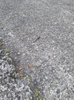 虹色のトカゲの写真