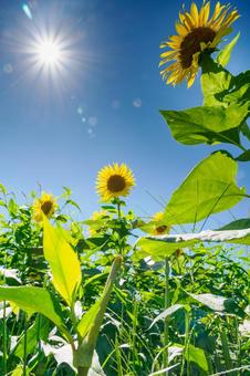ヒマワリ(62) ヒマワリ(62) 夏,花,ヒマワリの写真素材