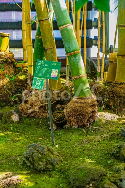 東京　江東区　夢の島熱帯植物館 風景,景色,東京の写真素材