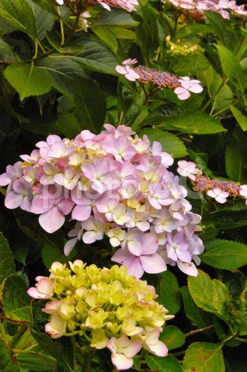 ２種類の紫陽花 あじさい,アジサイ,紫陽花の写真素材