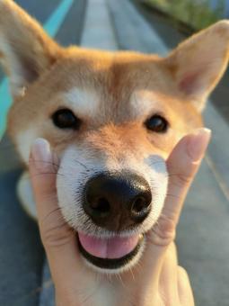 笑顔であご乗せする柴犬です! 笑顔であご乗せする柴犬です!の写真