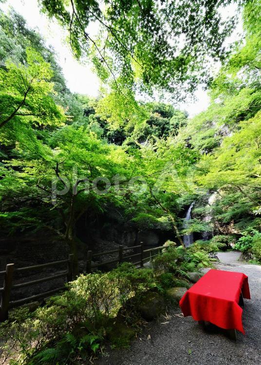 木々と滝 自然,木,緑の写真素材