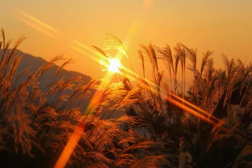 Silver grass dyed in the sunset-5, JPG