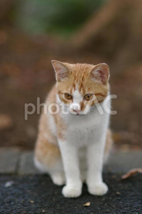 見つめる植込みの茶トラの仔猫 ネコ,仔猫,茶トラ猫の写真素材