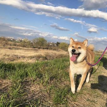 柴犬の散歩 柴犬の散歩 犬,スマイル,柴犬の写真素材