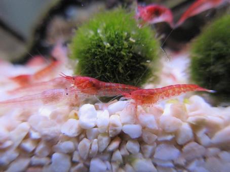 ホロホロシュリンプの群れ ホロホロシュリンプ,ピクシーシュリンプ,スカーレットシュリンプの写真素材