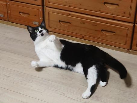 転がって遊ぶハチワレ姉猫 ハチワレ,猫,動物の写真素材