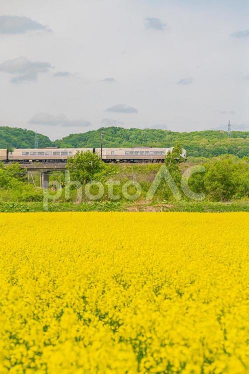 北海道　安平町の菜の花畑 北海道,hokkaido,安平の写真素材