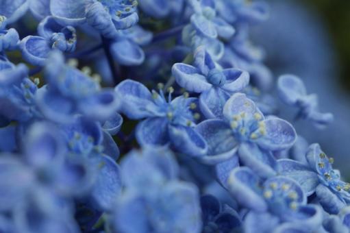 Blue hydrangea, JPG