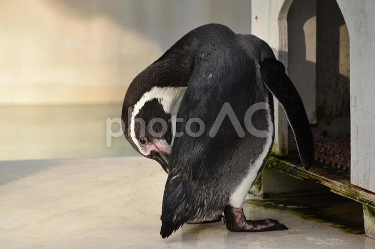 小屋の前でグルーミングをするペンギン ペンギン,グルーミング,1羽の写真素材