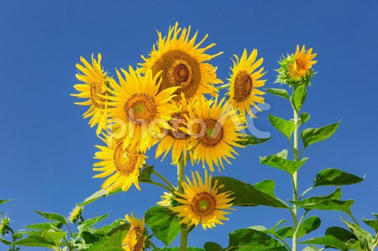 葛西臨海公園のひまわり畑2025夏3 ひまわり,夏,空の写真素材