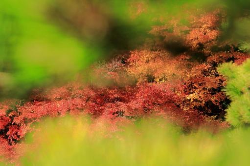 小枝の間から見た秋-3 小枝の間から見た秋-3の写真
