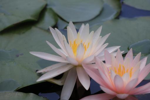 Red and white water lily (bottom right), JPG