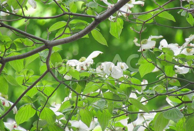 白い花みずみずしい 花,植物,花写真の写真素材