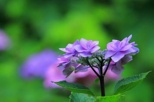 紫陽花-2 紫陽花-2の写真