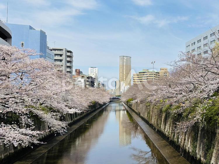 目黒川の桜並木A 目黒川,東京,日本の写真素材