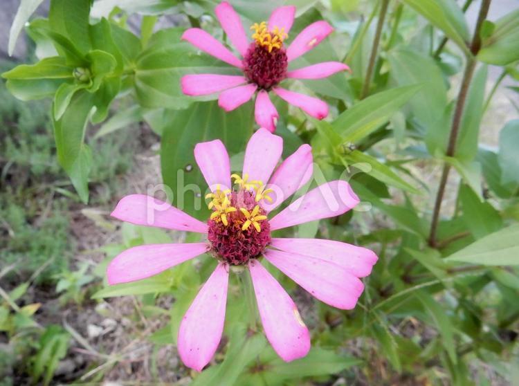 【花の写真】 ヒャクニチソウ（百日草） 百日草,ヒャクニチソウ,キク科の写真素材