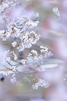ふんわり透明感 ふんわり透明感の写真