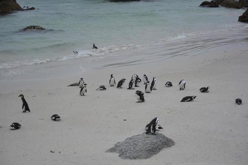 波打ち際のケープペンギン　喜望峰の写真