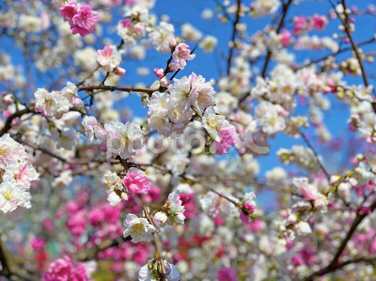 花桃　はなもも　桜　春　さくら 花桃,はなもも,桜の写真素材